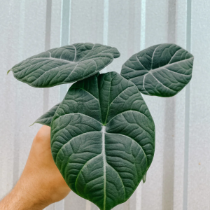 Alocasia Maharani