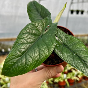 Alocasia Scalprum