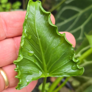 Alocasia Triangularis