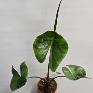 Alocasia Stingray