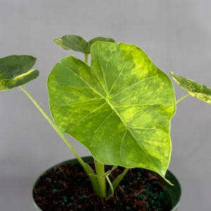 Alocasia Aurea Variegata