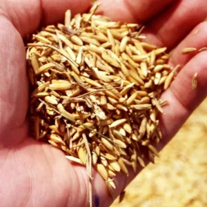 Cascarilla de arroz común