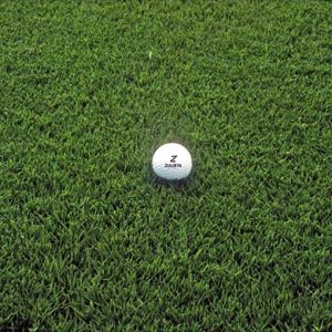 Semillas Cynodon dactylon (Bermuda o Grama fina)