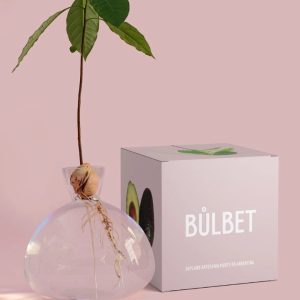 Jarrón De Vidrio Para Germinar Paltas O Plantas