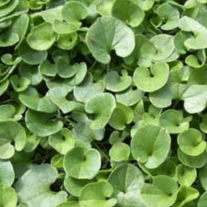 Semilla Dichondra repens