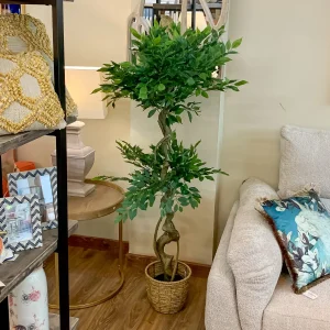 Planta ficus benjamin 155 cms.

plante ficus benjamin 155 cms.