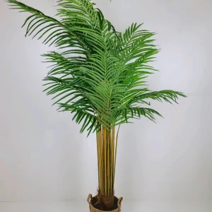 Planta areca 180 cms