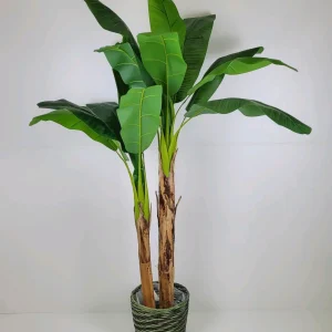 Planta platanera 170 cms