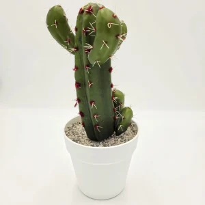 Cactus con maceta 31 cm