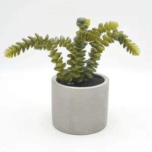 Crasa cactus pinitos
