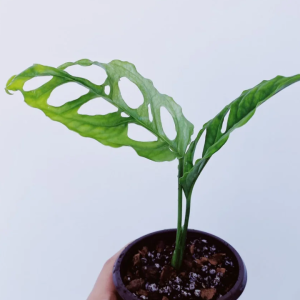 Monstera Obliqua Perú