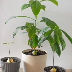 Palta natural decorativa en maceta