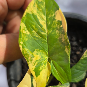 Syngonium Aurea Variegata