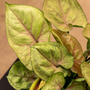 Syngonium Mango Allusion