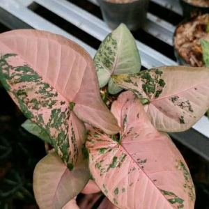 Syngonium Pink Flecked