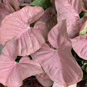 Syngonium Pink Neon Robusta