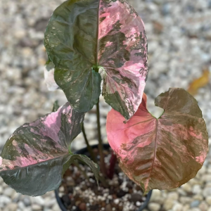 Syngonium Strawberry Ice