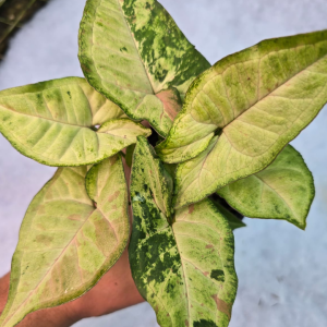 Syngonium Confetti Tricolor