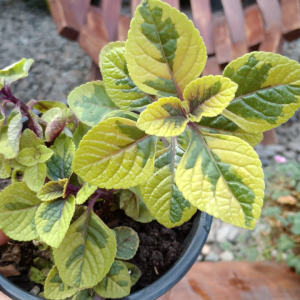 Dollar Limón (Plectranthus verticillatus “limón”)