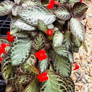Episcia Cupreata flor roja