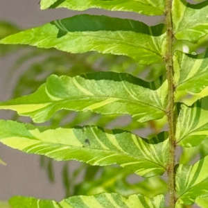 Samambaia Variegata – Helecho Variegado