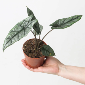 Alocasia Heterophylla Silver