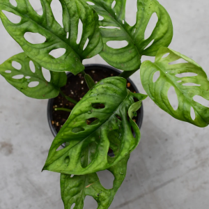 Monstera Adansonii