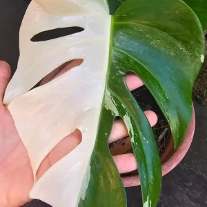 Monstera Albo Variegata