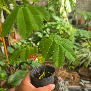 Tmbó – oreja de negro