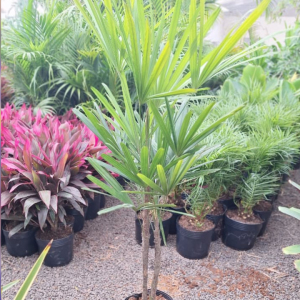 Palmera Raphis excelsa dos puntas