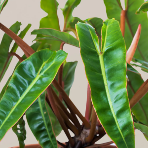 Philodendron Billietiae