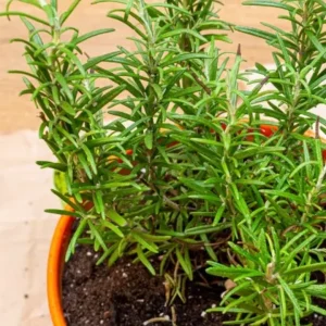 Romero – distintos tamaños