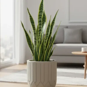 Maceta Termini 21 Litros con Plato